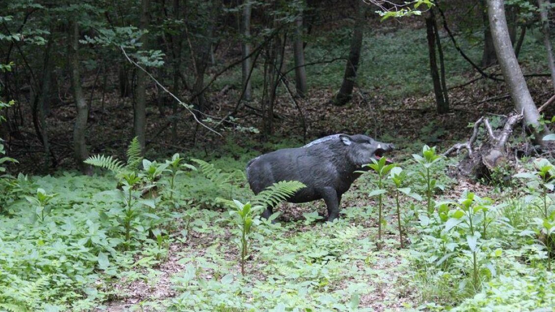 Ein Wildschwein steht in einem grünen Wald. Es umgeben es hohe Pflanzen und ein ruhiger, natürlicher Hintergrund. | © Ulrike Elsnegg