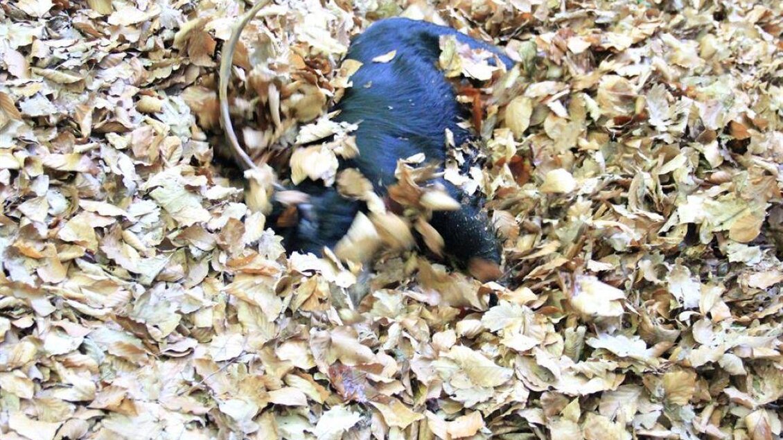 Ein Tier, das sich in einem Haufen Herbstblätter versteckt. Die Blätter sind bunt und fallen sanft um das Tier herum. | © Ulrike Elsnegg