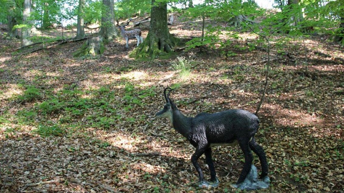 Ein Ziegenbock steht auf einem mit Blättern bedeckten Boden im Wald. Helle Sonne scheint durch die Bäume und schafft eine ruhige Atmosphäre. | © Ulrike Elsnegg