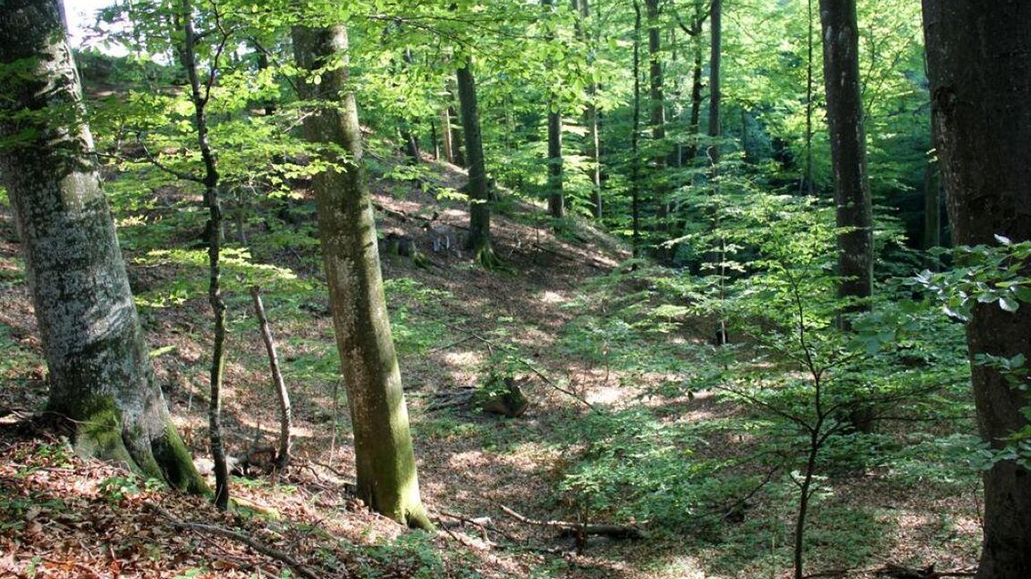 Ein ruhiger Wald mit hohen Bäumen und üppigem grünem Laub. Der Boden ist mit Laub und kleinen Pflanzen bedeckt. | © Ulrike Elsnegg
