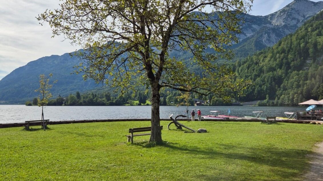 Ein schöner Aussichtspunkt am See mit einem großen Baum und einer Wiese. Im Hintergrund sind Berge und einige Menschen zu sehen. | © Bettina Scheck