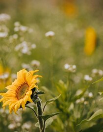 Sonnenblumen | © Schilcherland Steiermark - Lupi Spuma | Schilcherland Steiermark - Lupi Spuma | © Schilcherland Steiermark - Lupi Spuma