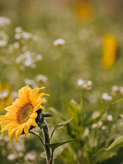 Sonnenblumen | © Schilcherland Steiermark - Lupi Spuma