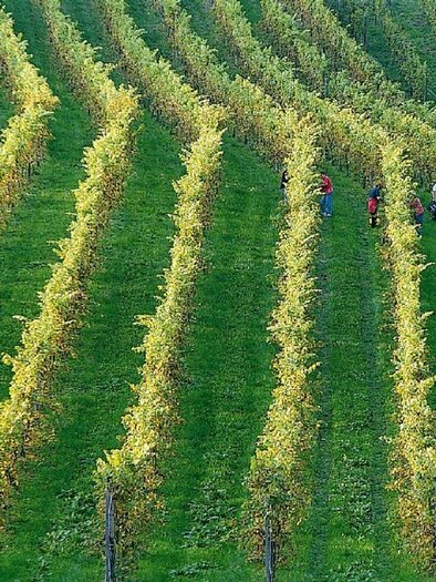 Buschenschank Ernst_wine harvest_Eastern Styria | © Tourismus Oststeiermark