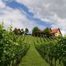 Weingut Fellner Weingarten | © Roswitha & Andreas Fellner | Weingut Fellner