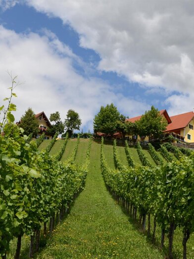 Weingut Fellner Weingarten | © Roswitha & Andreas Fellner | Weingut Fellner | Roswitha & Andreas Fellner | © Roswitha & Andreas Fellner | Weingut Fellner