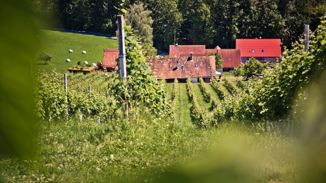 Eine ruhige Landschaft mit Weinreben und einem Bauernhaus. Im Hintergrund sind grüne Hügel und einige Tiere zu sehen. | © Schilcherland Steiermark