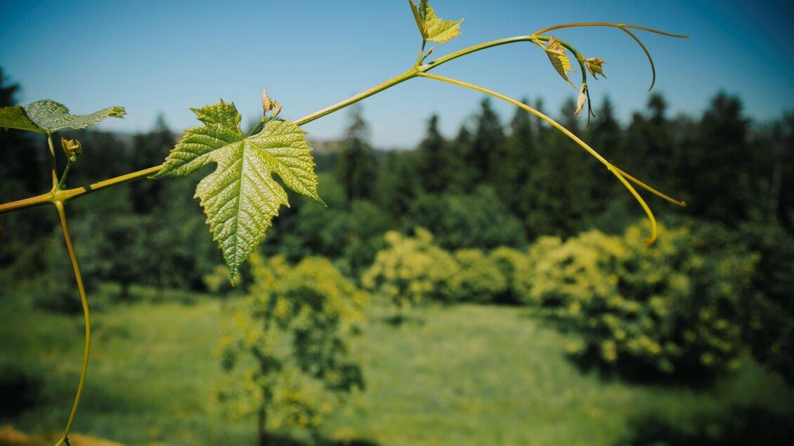 Ein Zweig mit frischen Weinblättern vor einer grünen Landschaft. Im Hintergrund sind Bäume und eine Wiese zu sehen. | © Schilcherland Steiermark
