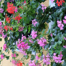 Blumen | © Weingut & Buchenschank Postl vlg. Dobay