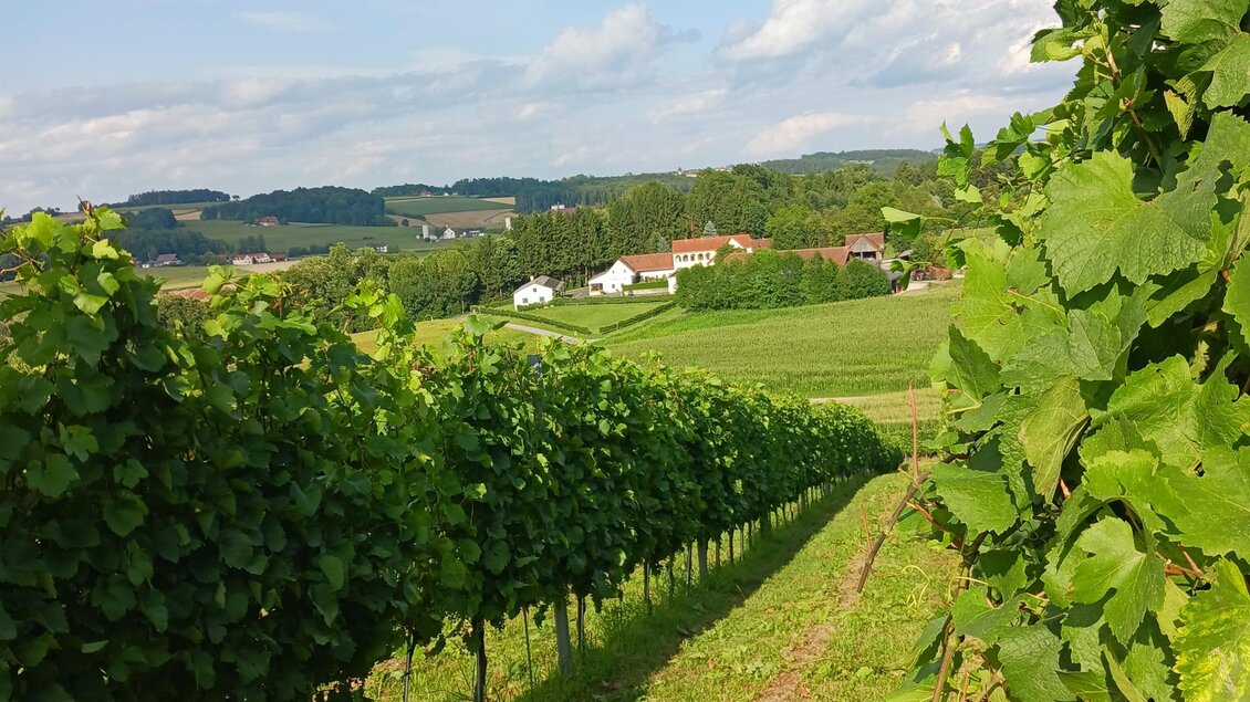 Buschenschank_Safenhof_Weinberge_Oststeiermark | © Oststeiermark Tourismus