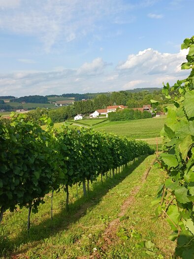 Buschenschank_Safenhof_Weinberge_Oststeiermark | © Oststeiermark Tourismus