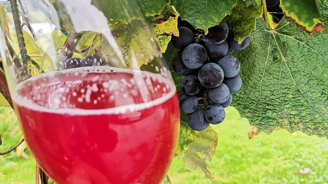 Ein Glas mit sprudelndem roten Getränk steht vor Weintrauben an einem Rebstock. Im Hintergrund sind grüne Blätter zu sehen. | © Weinhof Tropper