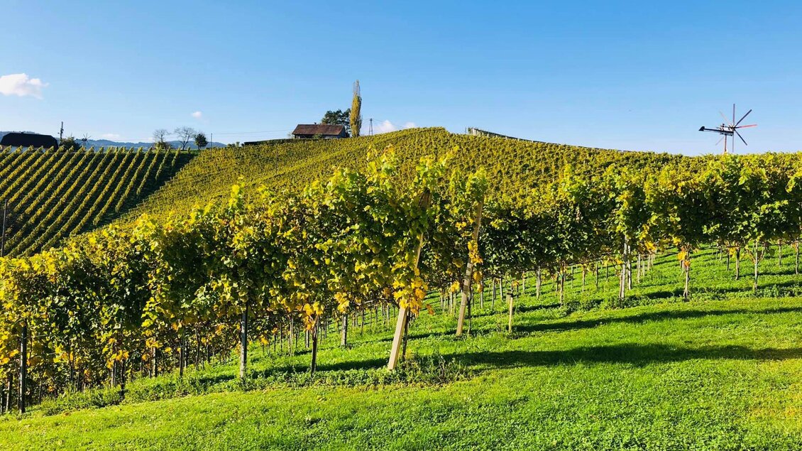 Weingut Weiss-Welle Ausblick | © Weingut Weiss-Welle | Bettina Gratzer