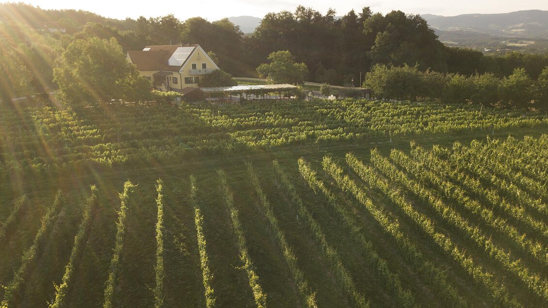 Eine malerische Weinlandschaft mit einem Haus in der Mitte. Die Sonne strahlt über die Reihen der Weintrauben und die umliegenden Bäume. | © Schweighofer