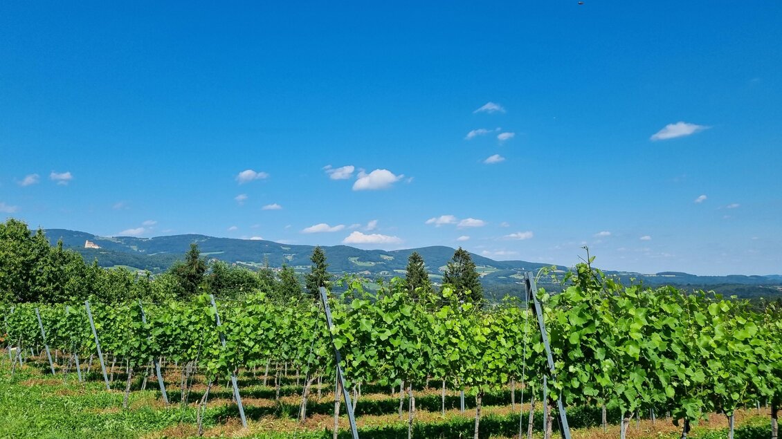 Eine malerische Weinberglandschaft mit üppigen Reben und einem klaren blauen Himmel. Im Hintergrund sind sanfte Hügel zu sehen. | © Schweighofer