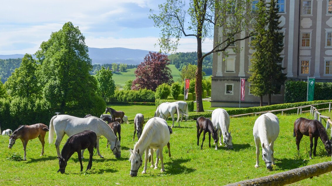 Mehrere Lipizzaner grasen auf grüner Weide nahe Gestüt Piber, Gebäude und Hügellandschaft im Hintergrund. | © Lipizzanerheimat - Lipizzanergestüt Piber