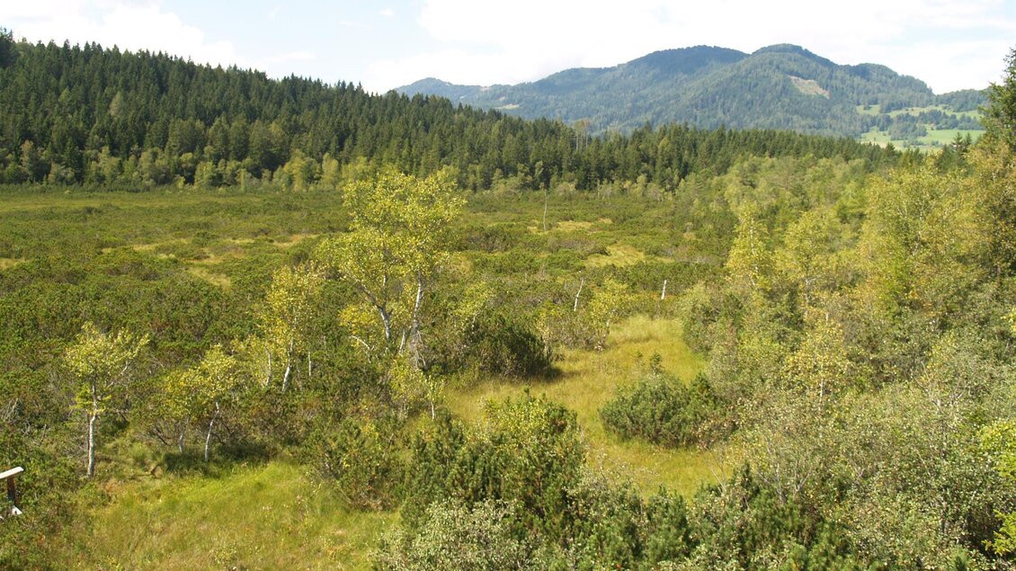 Dürnberger Moor - Impressionen #2.3