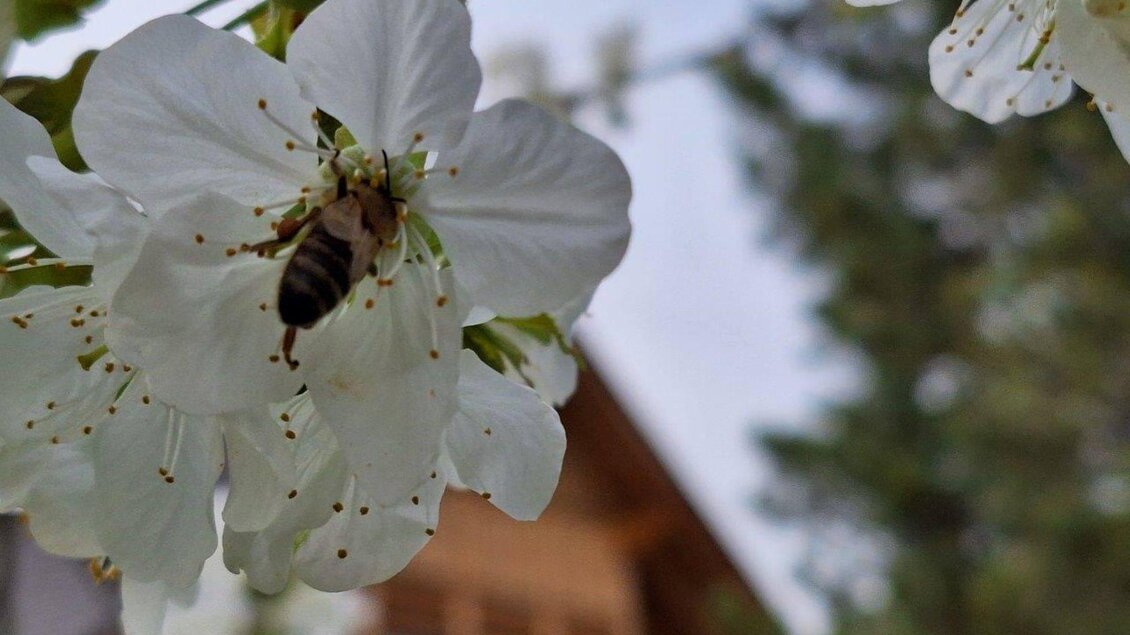 Eine weiße Blüte mit einer Honigbiene in der Mitte. Im Hintergrund ist ein unscharfes Holzgebäude zu sehen. | © Ernst Kadar