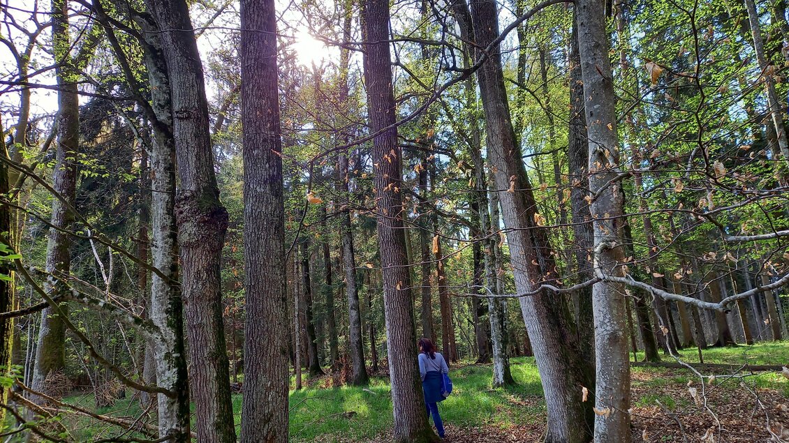Ein ruhiger Wald mit hohen Bäumen und grünem Laub. Im Hintergrund ist eine Person zu sehen, die die Natur genießt. | © Sonja Brünner