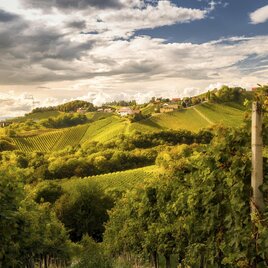 Panorama Weinstraße | © Steiermark Tourismus | Wolfgang Jauk