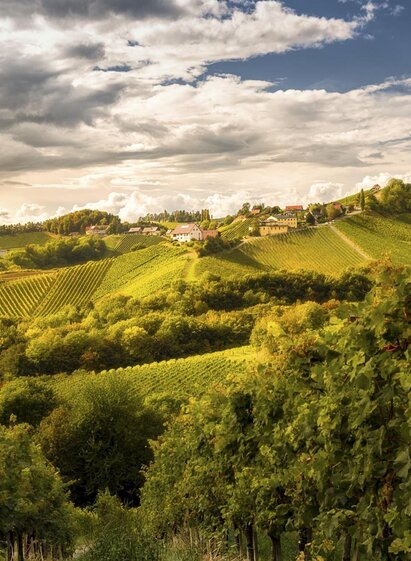 Panorama Weinstraße | © Steiermark Tourismus | Wolfgang Jauk | Wolfgang Jauk | © Steiermark Tourismus | Wolfgang Jauk