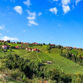 Eine malerische Hügellandschaft mit Weinbergen und kleinen Häusern. Der Himmel ist klar und blau, umgeben von grünen Bäumen. | © TV Südsteiermark - Foto Augenblick