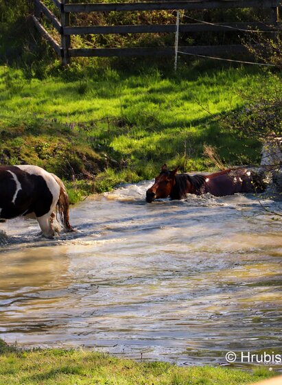 Double T Ranch 2 | Hrubischek Manuela | © Double TT Ranch