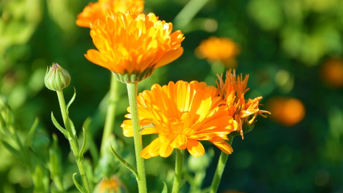 Leuchtend orangefarbene Blumen wachsen in einem grünen Garten. Sie strahlen in der Sonne und bringen Farbe in die Umgebung. | © Martina Schmidt