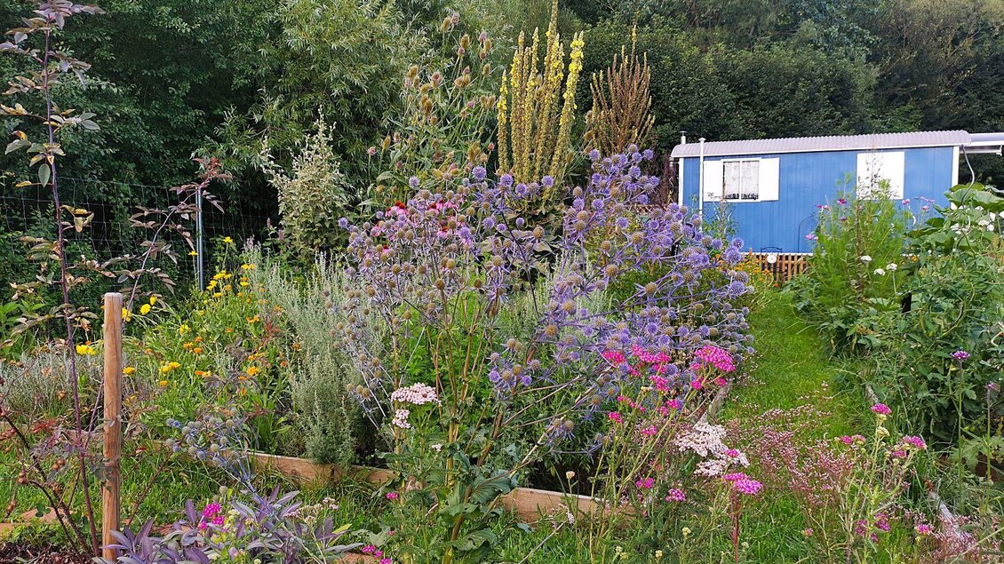 Ein bunter Garten mit vielen Blumen und grünen Pflanzen. Im Hintergrund steht ein blaues Bauwagen. | © Martina Schmidt