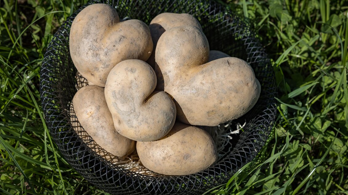 Ein Korb mit ungewöhnlich geformten Kartoffeln liegt auf grünem Gras. Die Kartoffeln sind braun und haben abgerundete, kurvenreiche Konturen. | © Netzwerk Kulinarik wildbild
