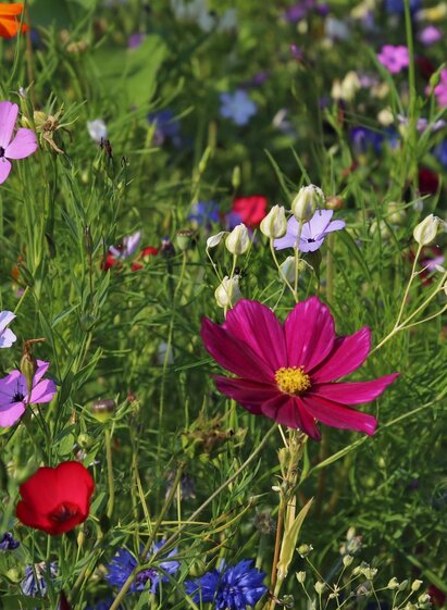 Blumen | © Elisabeth Seggl