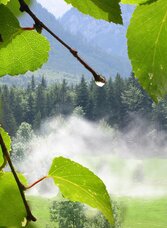 Dampfende Wiese