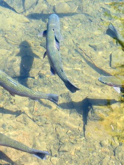 Mehrere Forellen schwimmen in klarem Bachwasser über steinigem Grund. | © Pixabay