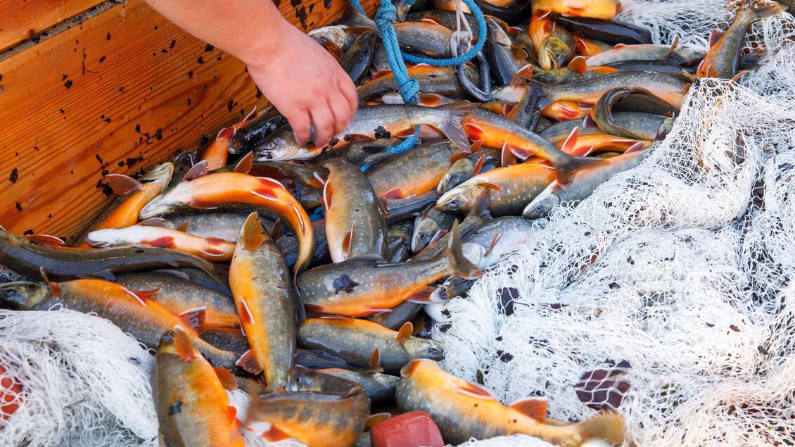 <p>Ein Netz voller frisch gefangener Fische liegt in einem Boot der Fischerei Ausseerland. Eine Hand greift nach einem Fisch.</p> | © Martin Huber
