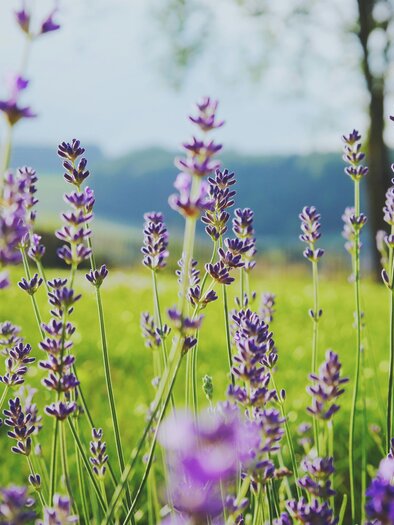 Flowers and Coffee | © Unsplash