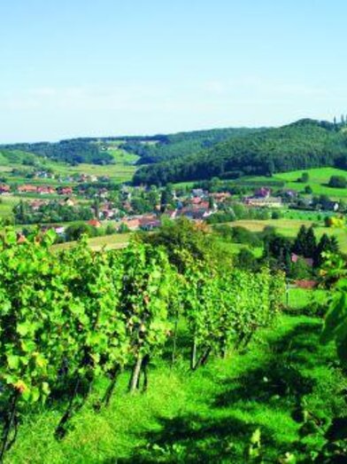 Sujetfoto Weinberg | Werner Krug | © TVB Thermen- & Vulkanland