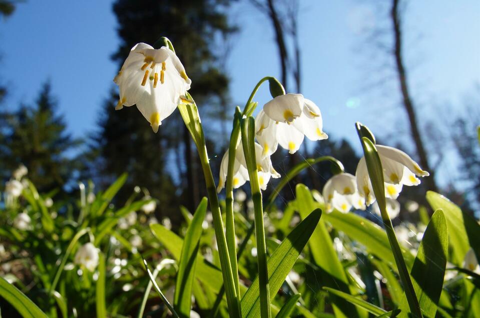 Spring knot flowers_Flower_Eastern Styria