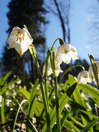 Frühlingsknotenblume_Blume_Oststeiermark | Infozentrum Gutenberg-Raabklamm