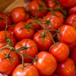 Eine Kiste voll reifer, roter Tomaten mit grünen Stängeln. Die Tomaten sind frisch und saftig. | © Stephan Friesinger