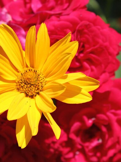 Symbolfoto_Rosenblüte | © TVB Ausseerland - Salzkammergut_Viola Lechner