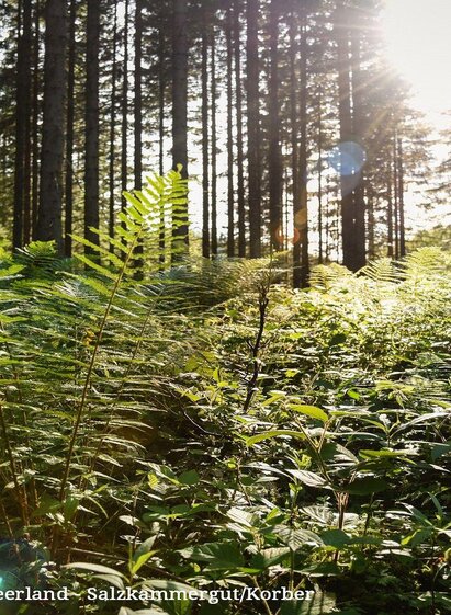 Symbolfoto_Wald | TVB Ausseerland Salzkammergut_Jacquline Korber | © TVB Ausseerland Salzkammergut_Jacquline Korber