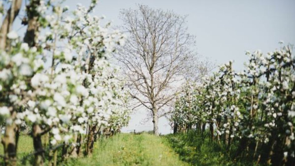 Werbefoto Obstgarten im Frühling | © Lind