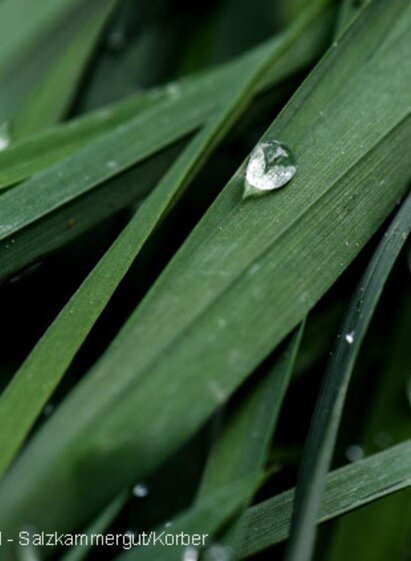Symbolfoto Gras | © TVB Ausserland Salzkammergut_Jacqueline Korber