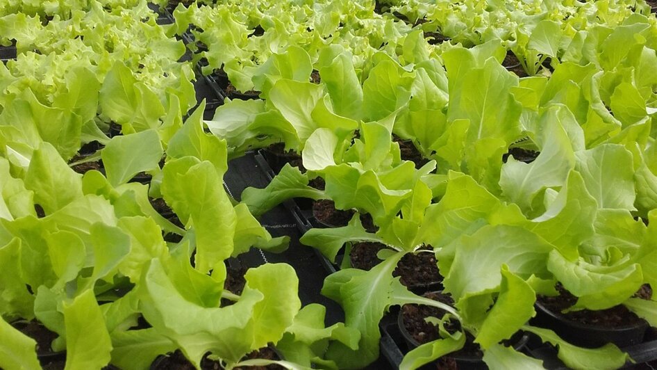 Salatpflanzen aus eigener Produktion