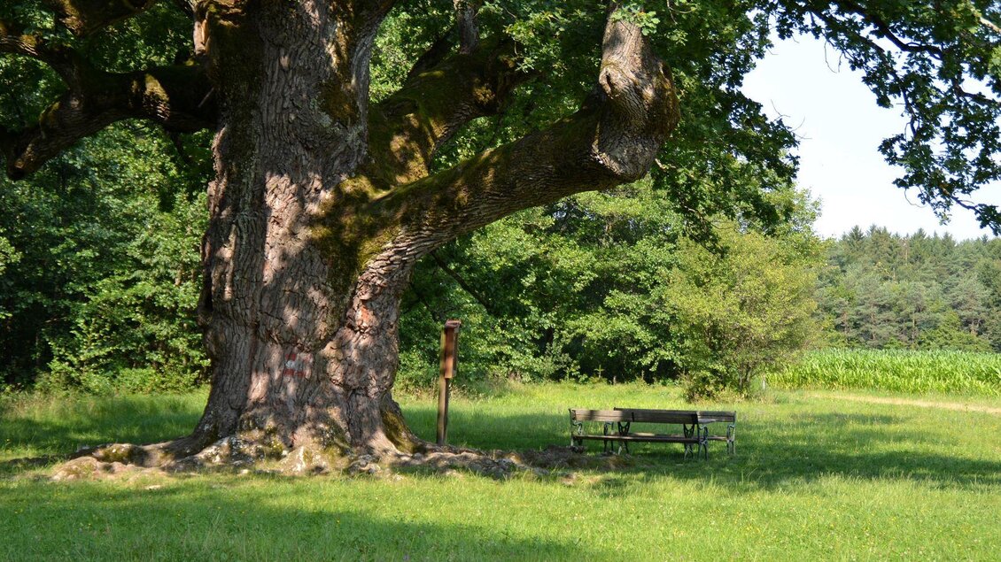 Ein großer Baum steht auf einer Wiese, umgeben von Bäumen. Unter dem Baum befindet sich eine Bank. | © Kurkommission Bad Blumau