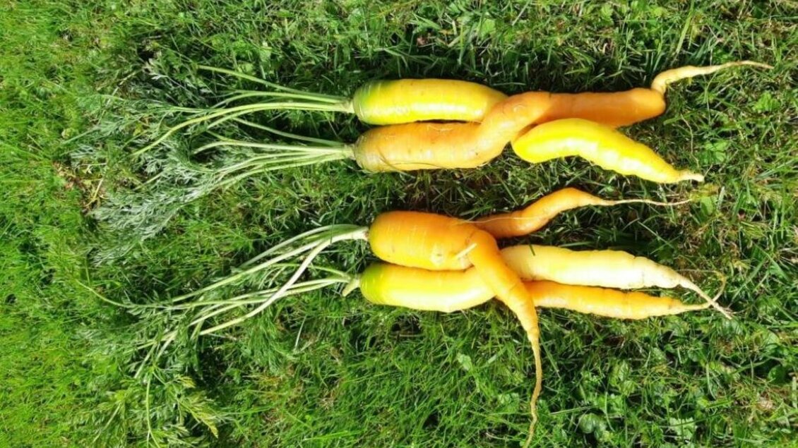 Bunte Karotten in Gelb- und Orangetönen frisch geerntet auf Gras liegend. | © Garten am Berg