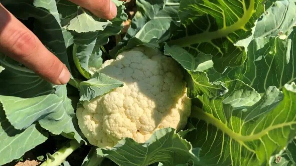 Blumenkohlkopf im Beet, umgeben von großen grünen Blättern, wird von Hand begutachtet. | © Garten am Berg