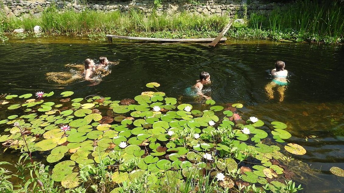 Ein ruhiger Teich mit Seerosen und viel grüner Vegetation. Einige Personen schwimmen im Wasser und genießen die Natur. | © Richard Wilfling