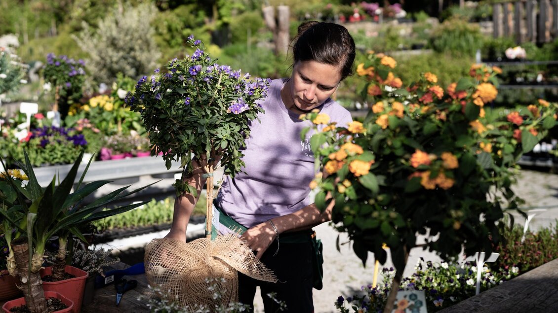 <p>Frau Painer versorgt eine violett blühende Topfpflanze zwischen zahlreichen Pflanzen im Gartenparadies Painer.</p> | © Bernd Grosseck