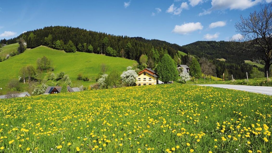 Blühende Wiese mit Löwenzahn vor dem Gasthaus Jägerwirt in Graden, umgeben von Hügeln und Wald. | © Familie Wipfler